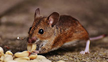24 Hour & Emergency Exterminators in Isaar, WI